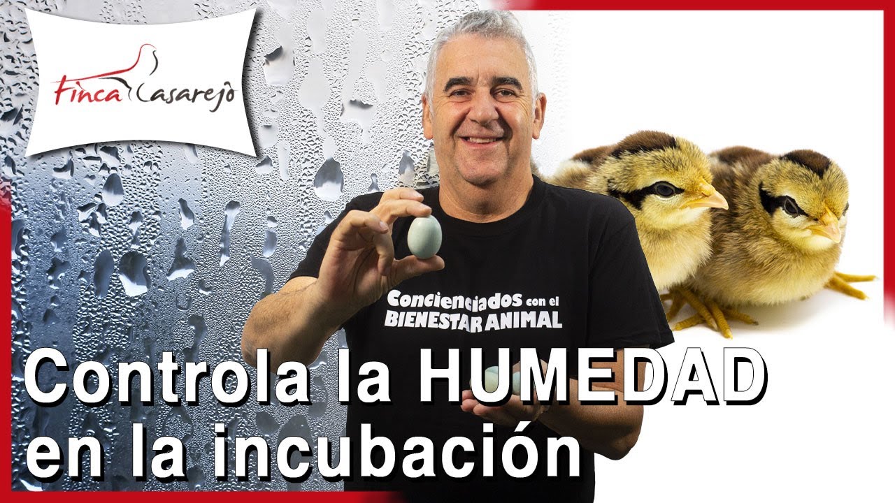 Cómo controlar la HUMEDAD durante la INCUBACIÓN de los HUEVOS 🐣🐥