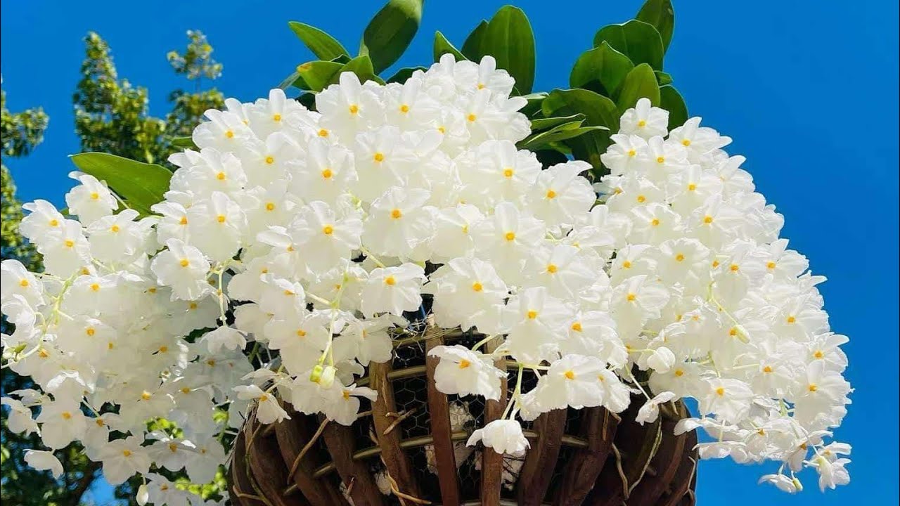 chốt gọi E HƯƠNG 0785174090