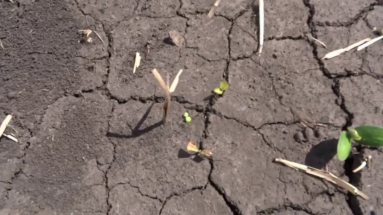 18.05.20  и 27.05.20 Соя. Почвенный гербицид - Дуал Голд.