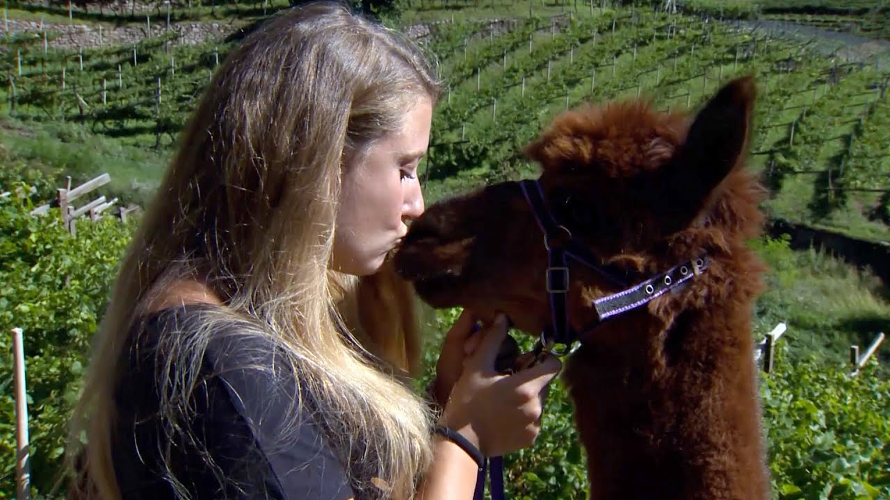 VAL DI CEMBRA: CON GLI ALPACA ALLA SCOPERTA DELLA NUOVA AGRICOLTURA