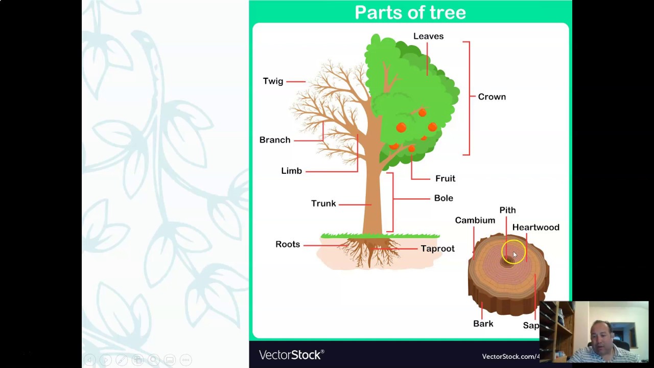 Dendrology