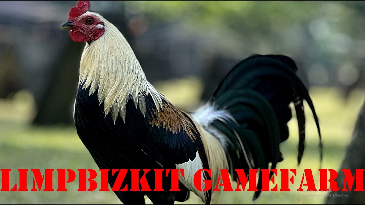 Давайте посетим ферму Limpbizkit Gamefarm