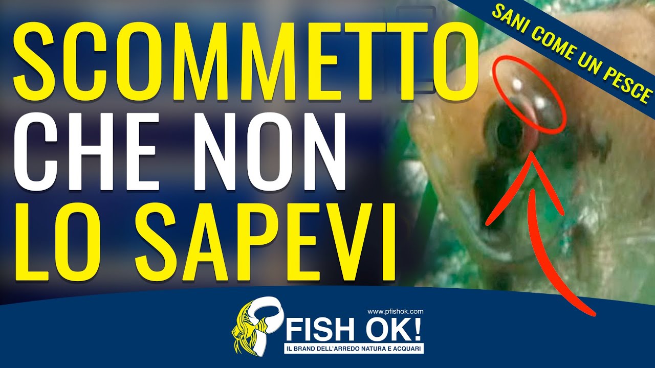 👨🏻‍⚕️ Riconoscere le malattie dei pesci di acquario e se sono Sani