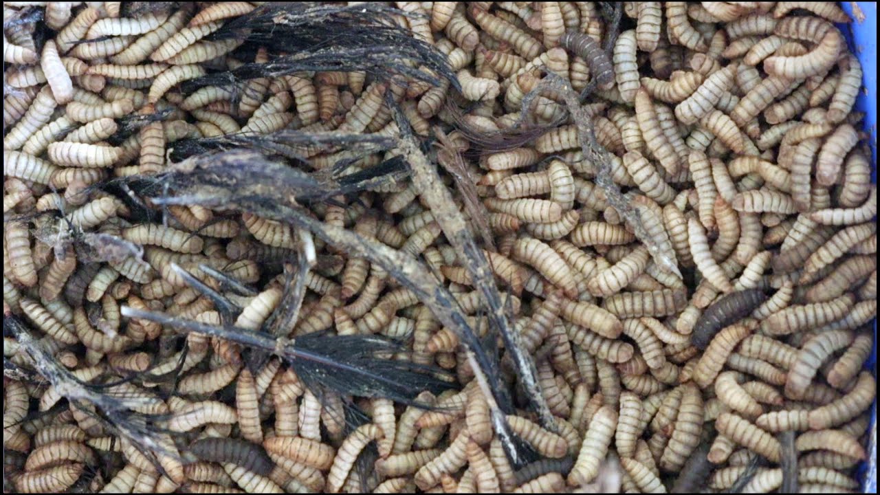 Black Soldier Fly - Best Ways To Make Money Black Soldier Fly Farming