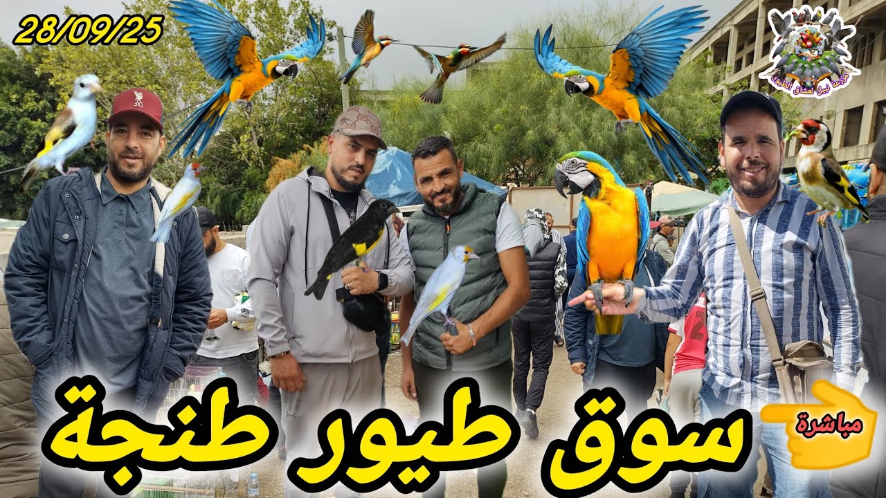 أسرار #سوق #طيور #طنجة #فلوجة تعرف على الطيور النادرة والصفقات المجنونة طائر الحسون 👈💰
