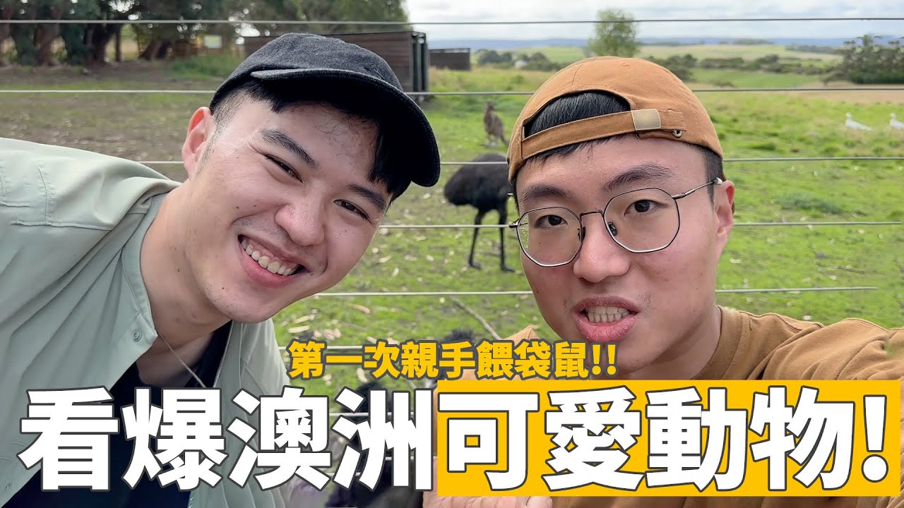 第一次親手餵袋鼠！尋找澳洲野生可愛動物之旅！（墨爾本遊記 ep.3）｜什麼意思｜