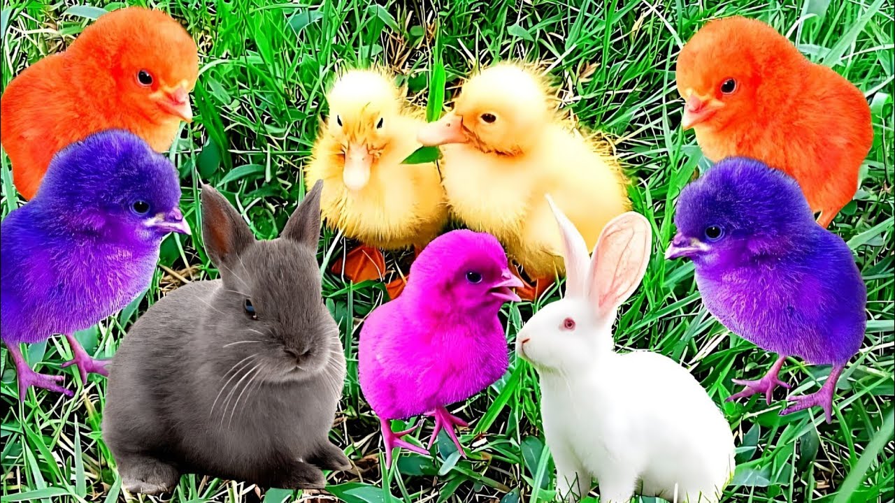 Catch cute chickens, rainbow chickens, colorful chickens, ducks, rabbits, big fish, catfish