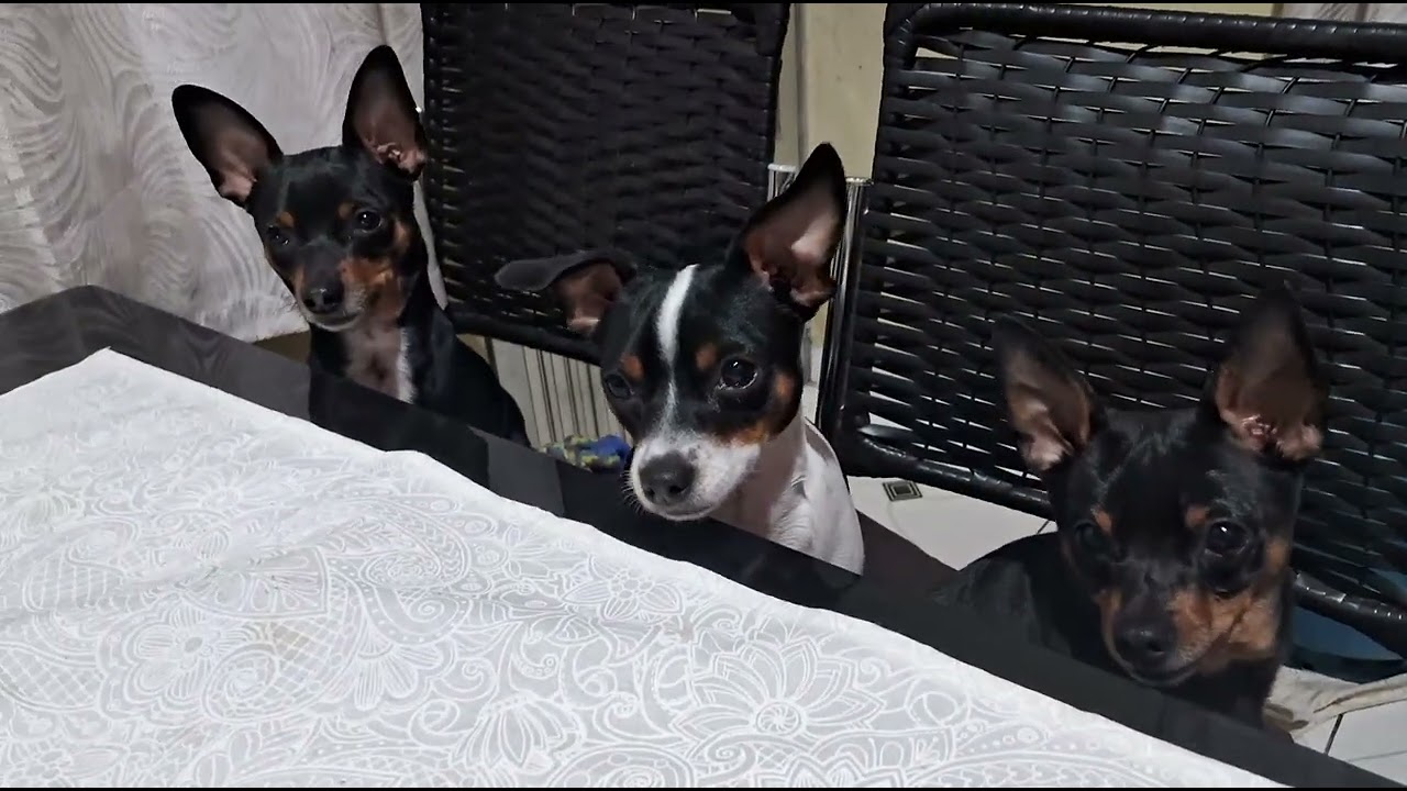 Esperando Petiscos! 