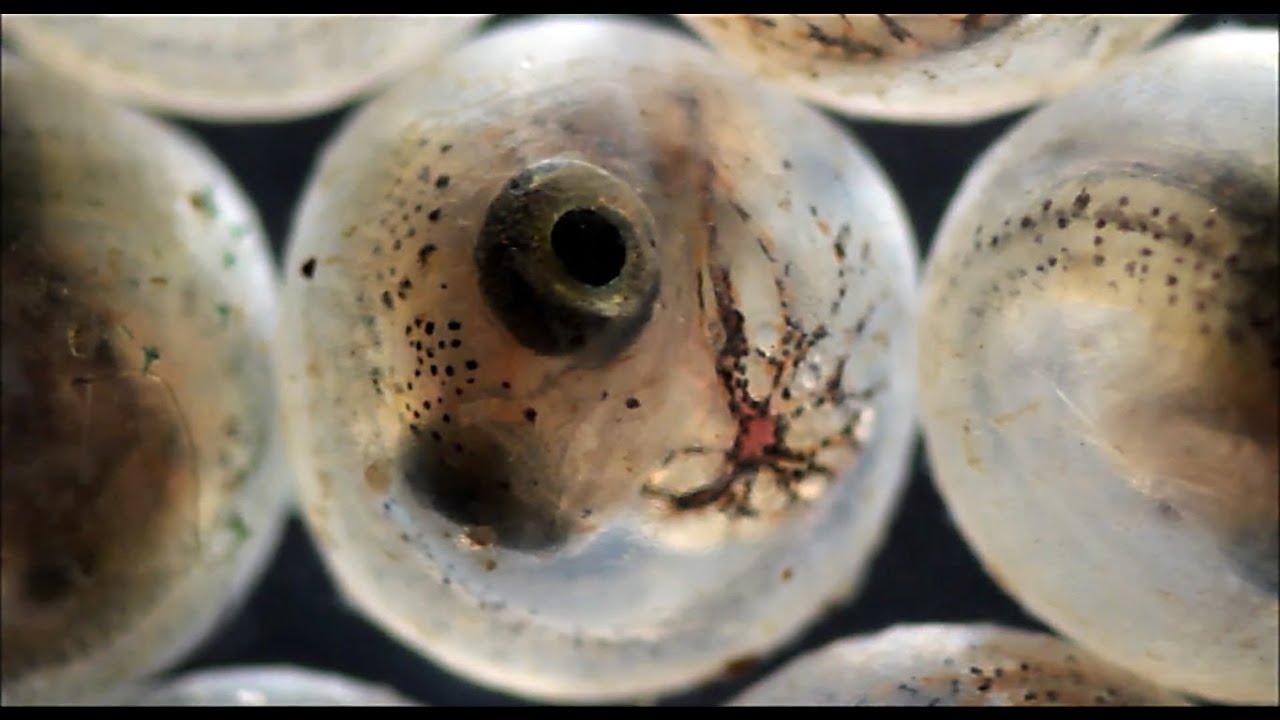Most Amazing vedio of tilapia fish egg hatching process