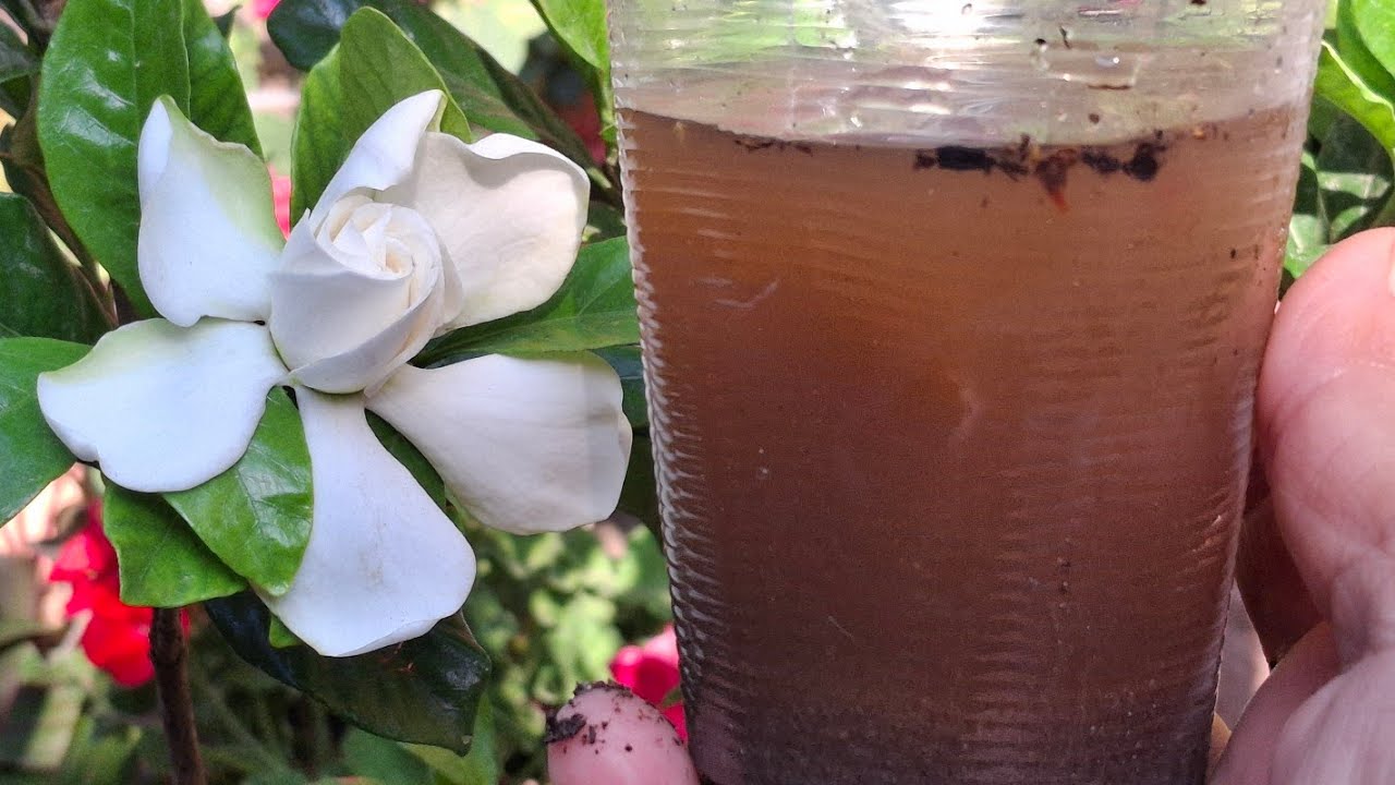 Gardenias TRUCAZO para la floración de las plantas de GARDENIA fácil y garantizado 
