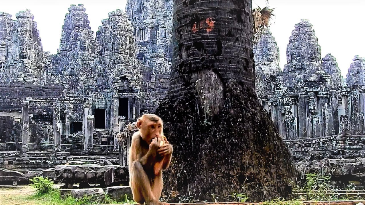 Pigtail Monkey Name Chiquita Plays Near Bayon Temple