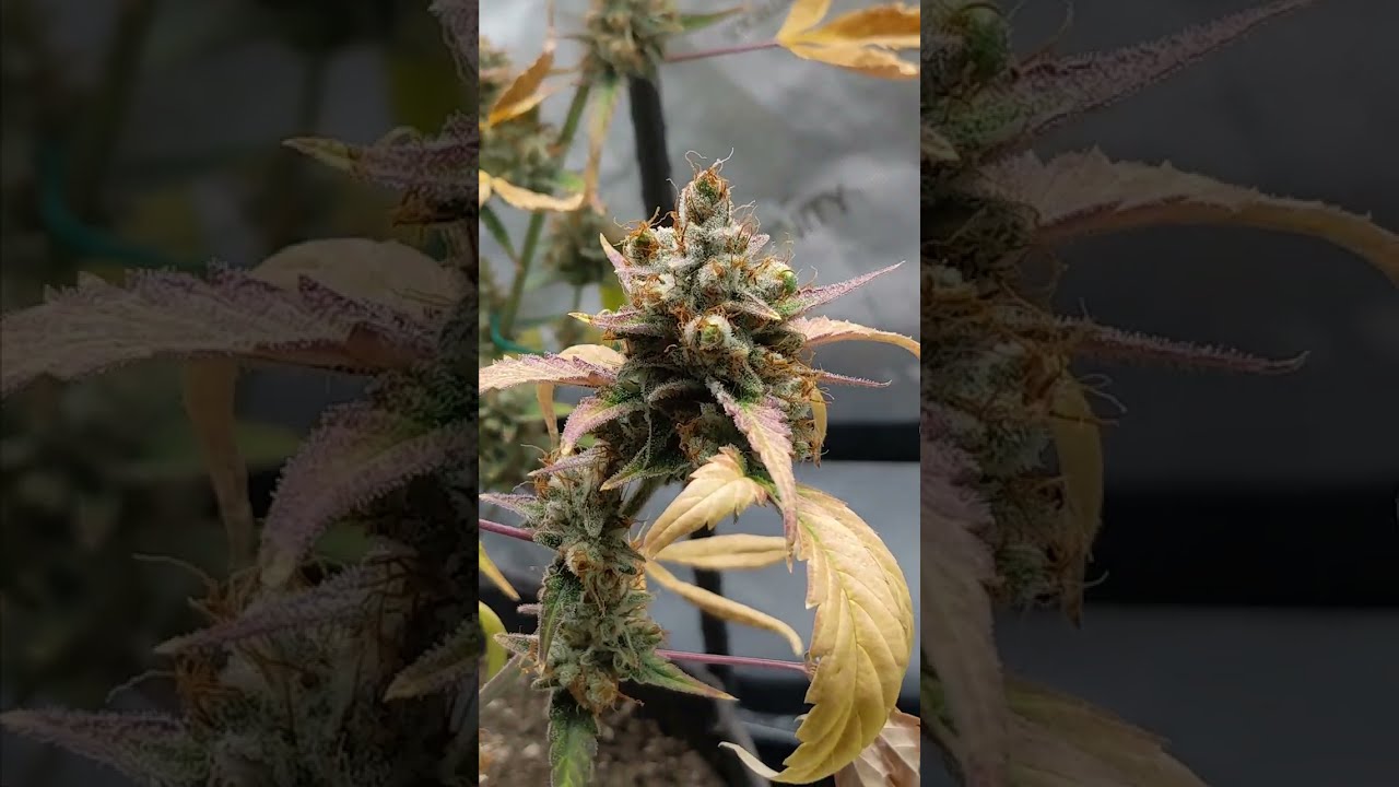 EP.1 Gorilla Cookies Auto By FastBuds 88 DAYS (Seed 2 Darkness) C+ RANK