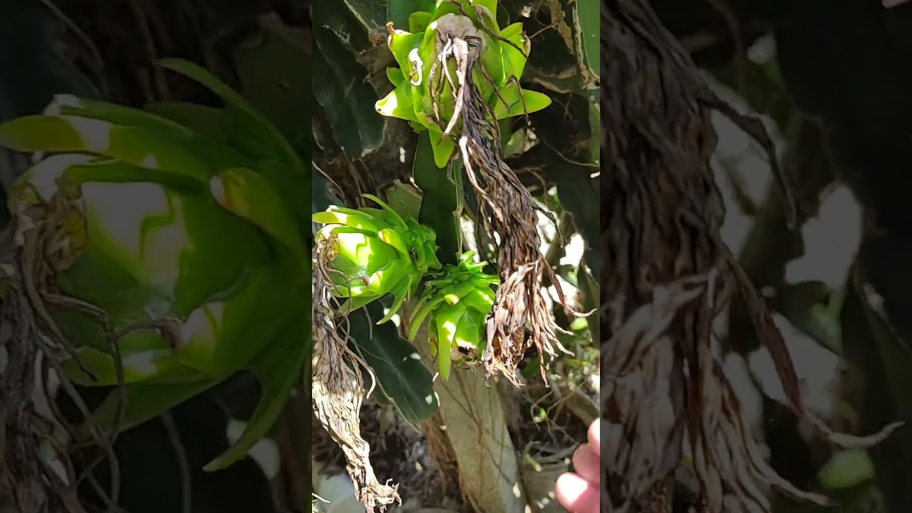 Qual é o nome dessa fruta? 😋