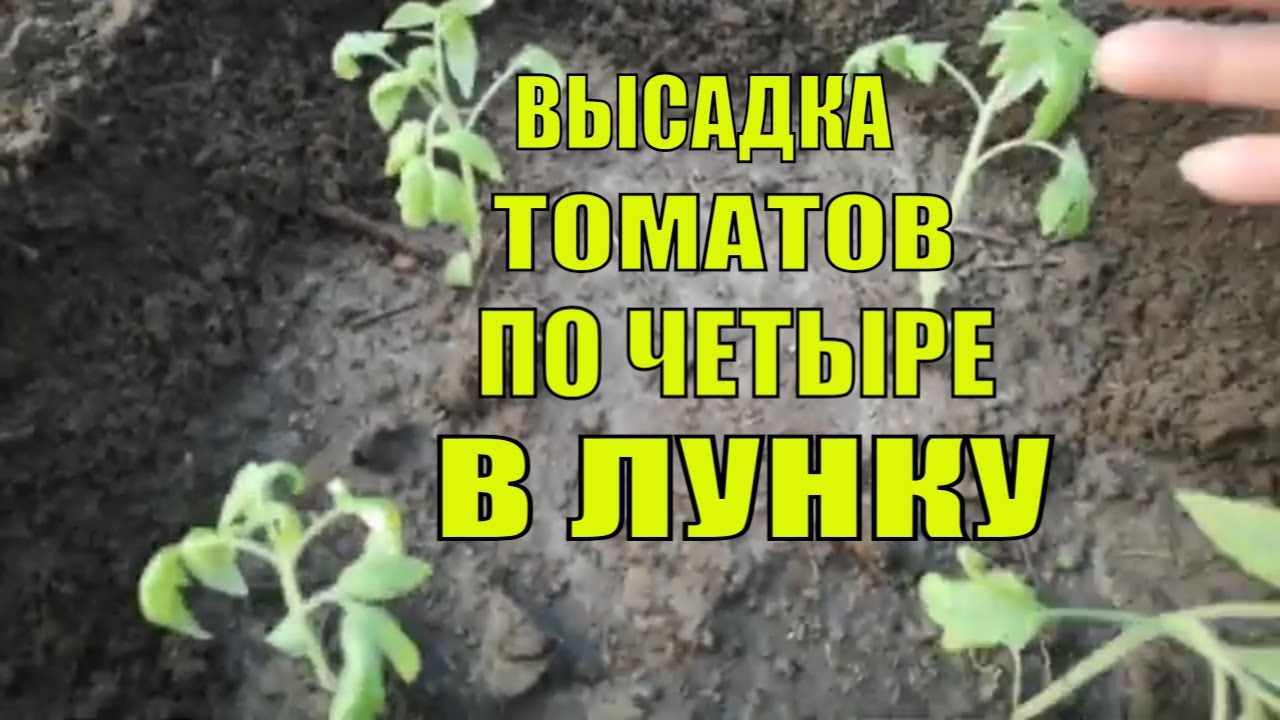ВЫСАЖИВАЕМ РАССАДУ ТОМАТОВ В ГРУНТ.  ЧТО КЛАСТЬ В ЛУНКУ ПРИ ВЫСАДКЕ ТОМАТОВ ???