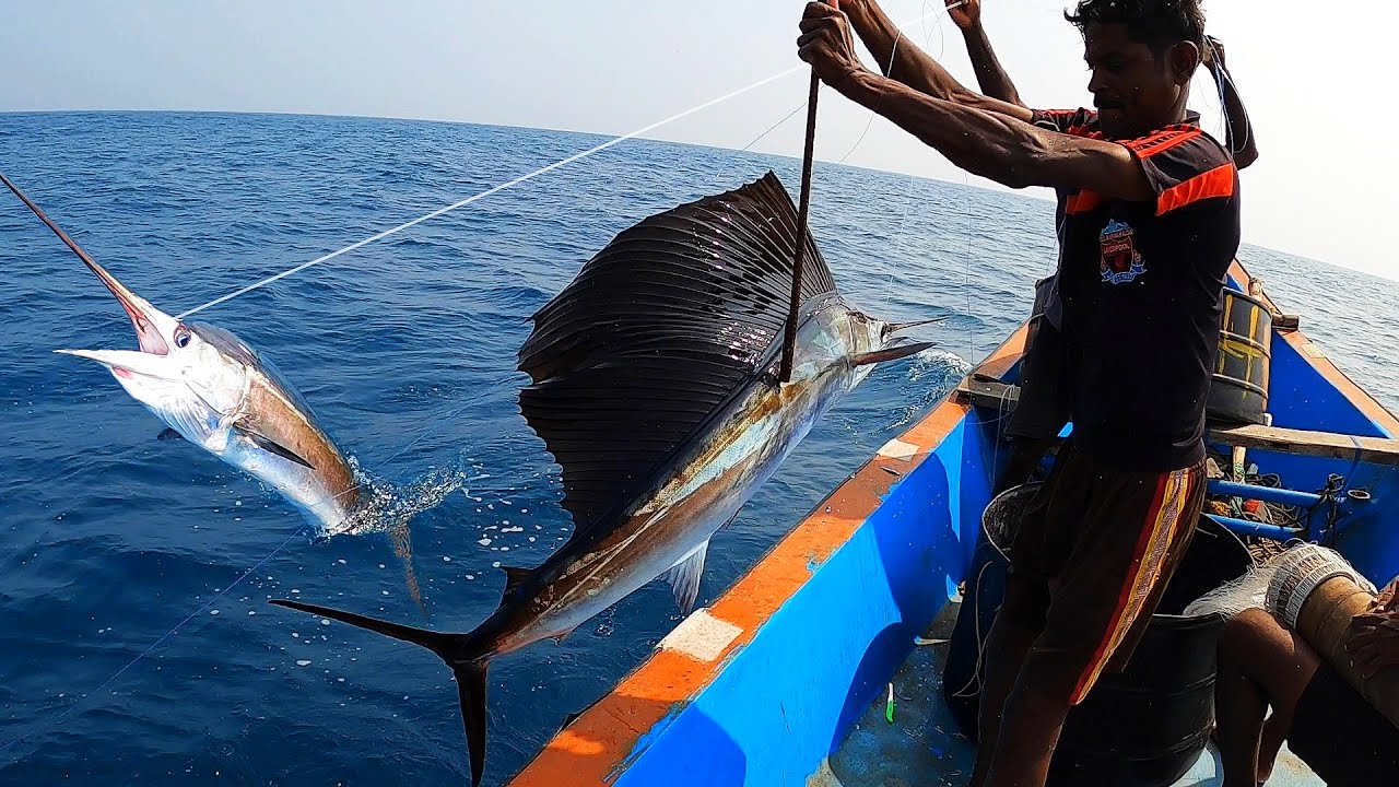 LINE FISHING - SAIL FISHES CAUGHT IN THE SEA