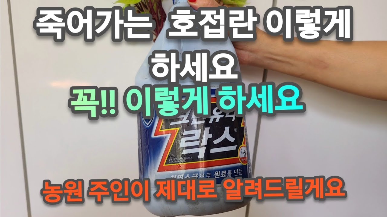 병들어 죽어가는 호접란!! 이렇게 하면 싹다 살아나요!!