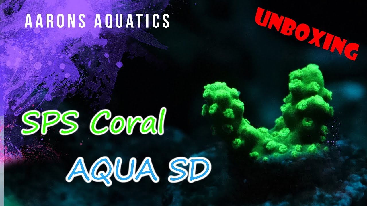 Unboxing SPS Coral - Aqua SD