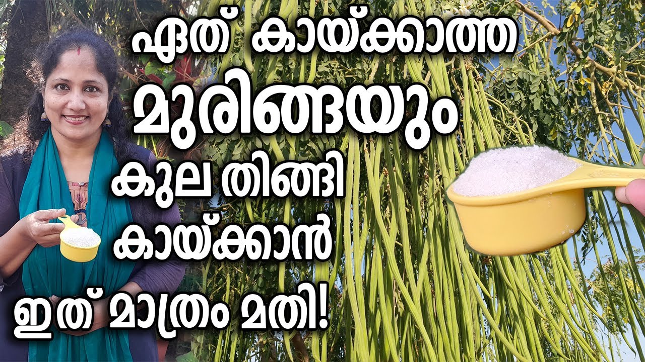ഏത് കായ്ക്കാത്ത മുരിങ്ങയും കുല തിങ്ങി കായ്ക്കാൻ  ഇത് മാത്രം മതി | MORINGA (Drumstick) Growing Tips