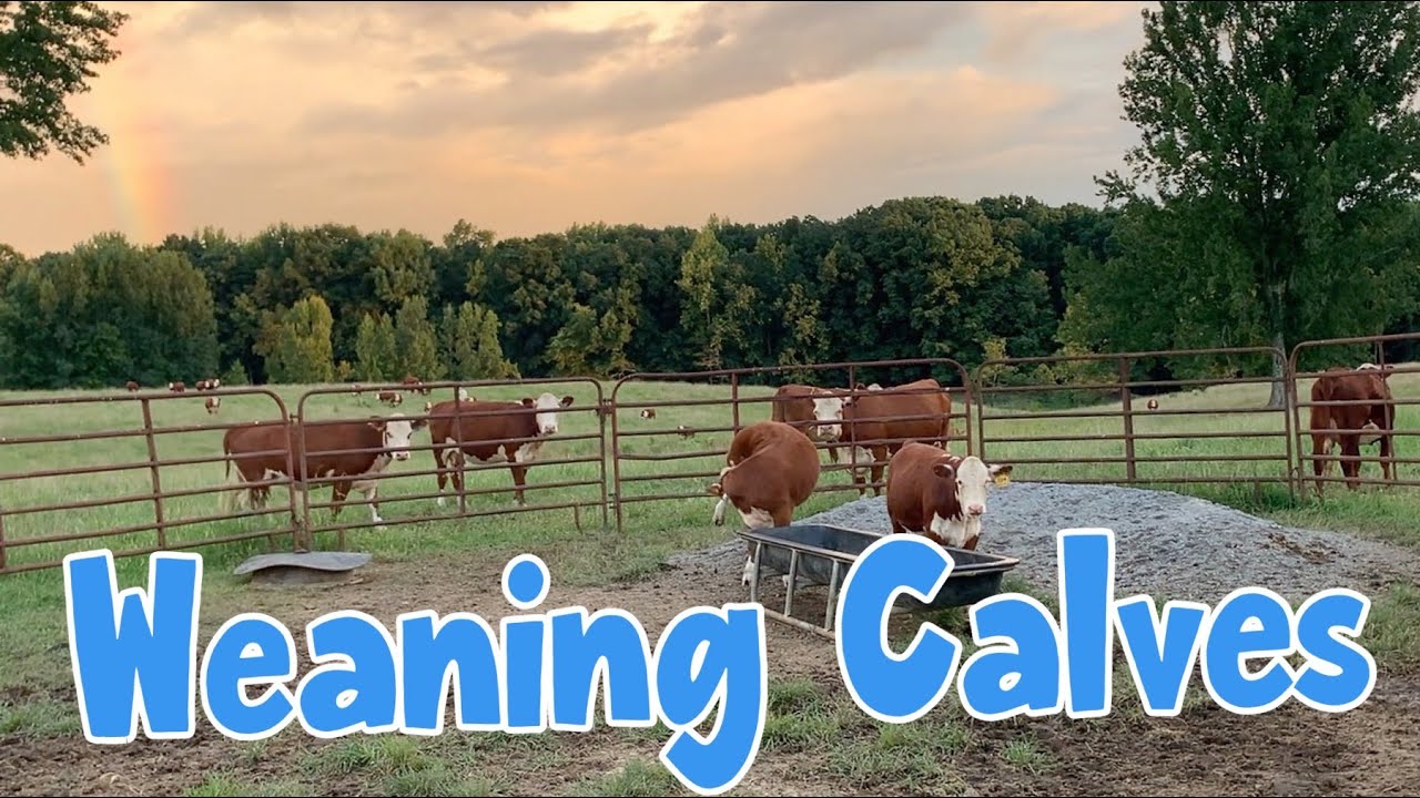 Weaning Calves