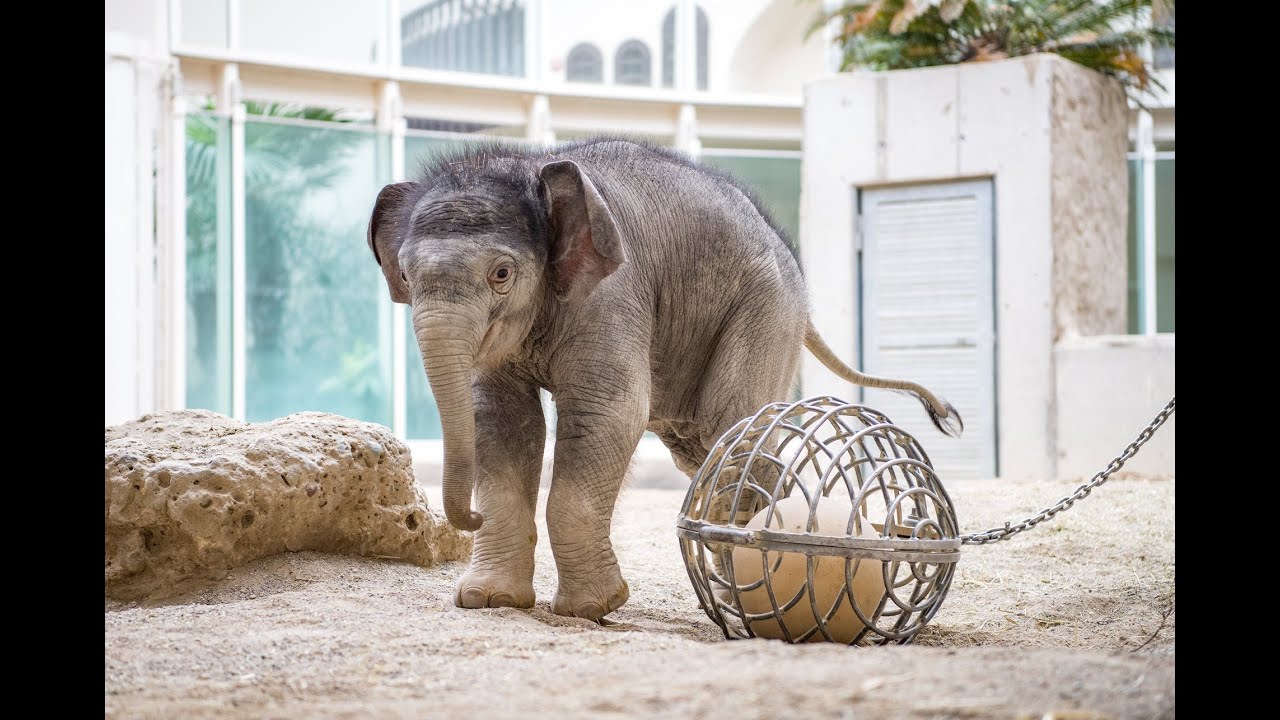 Gong 96.3: Der virtuelle Rundgang im Tierpark Hellabrunn