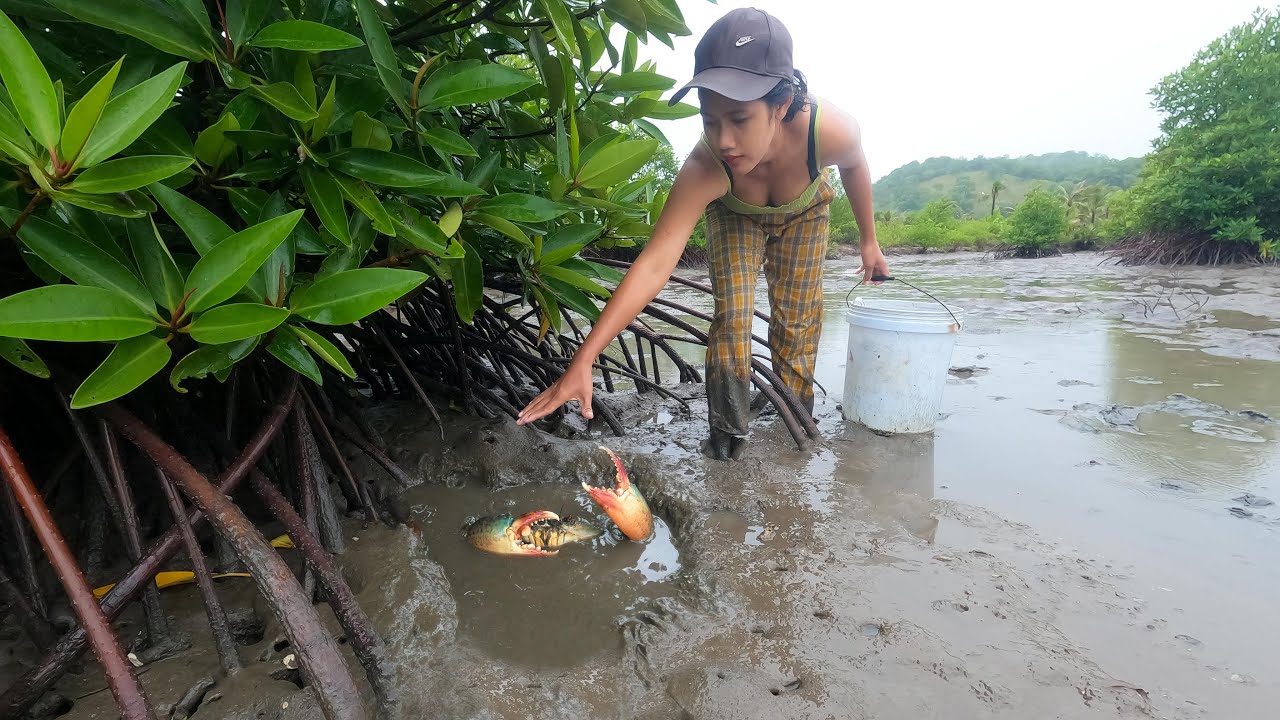 Raining - Catch Big Mud Crabs under Mangrove Trees at The Sea Swamp