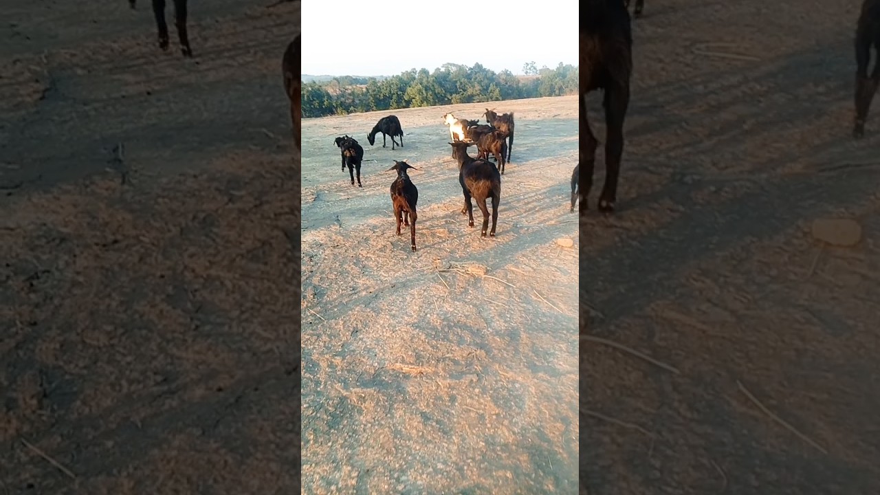 how to see moving goat on rock hill area /पहाड़ो पर घूमते हुऐ बकरी।