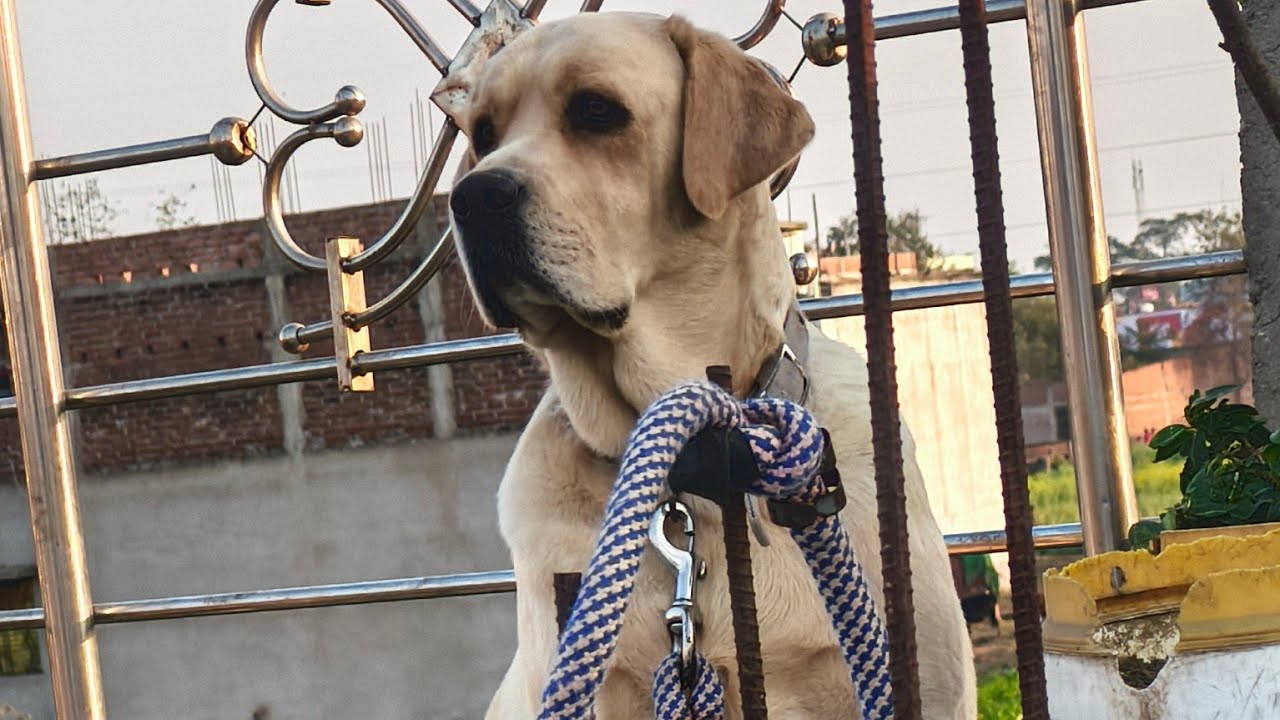#dogs #labrador #animals #pets #puppy #viral #video #viralvideo #videos #cute #cutedogs #cutedog