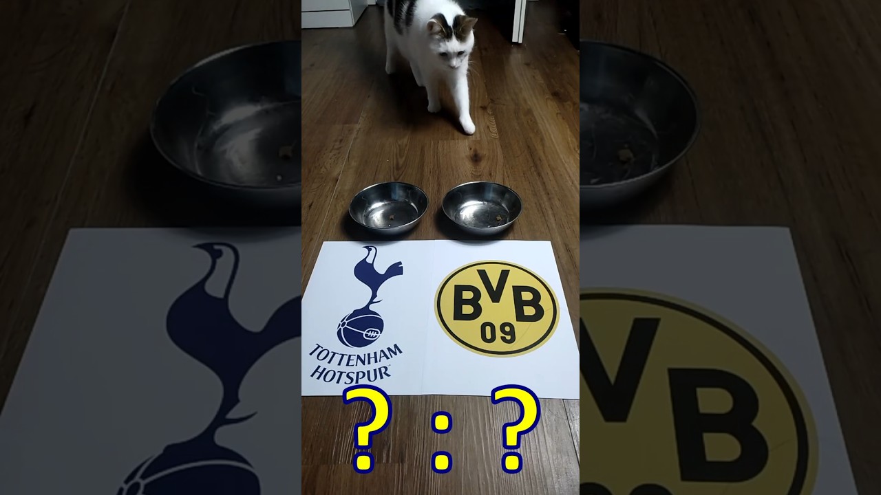 Tottenham vs BVB Prediction ⚽️ Oracle Cat’s UCL Vision! 