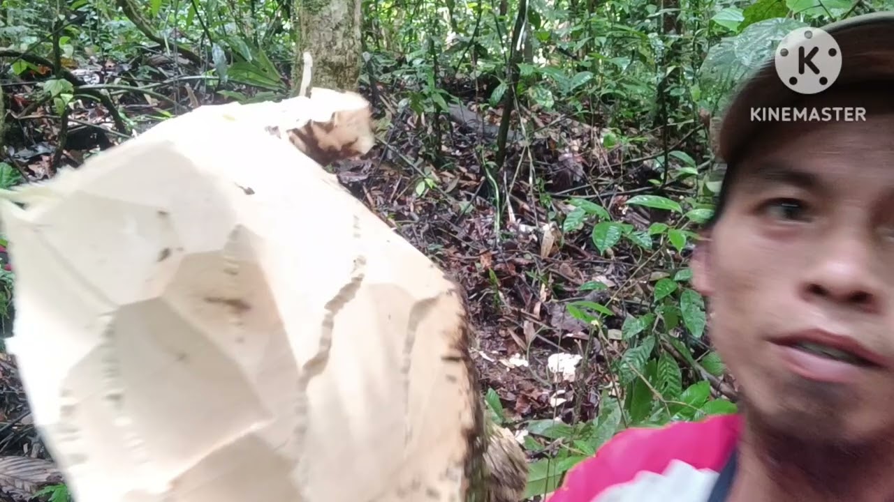 perjalanan mencari kayu gaharu,hasil cukup memuaskan @KAPAK HANDALAN