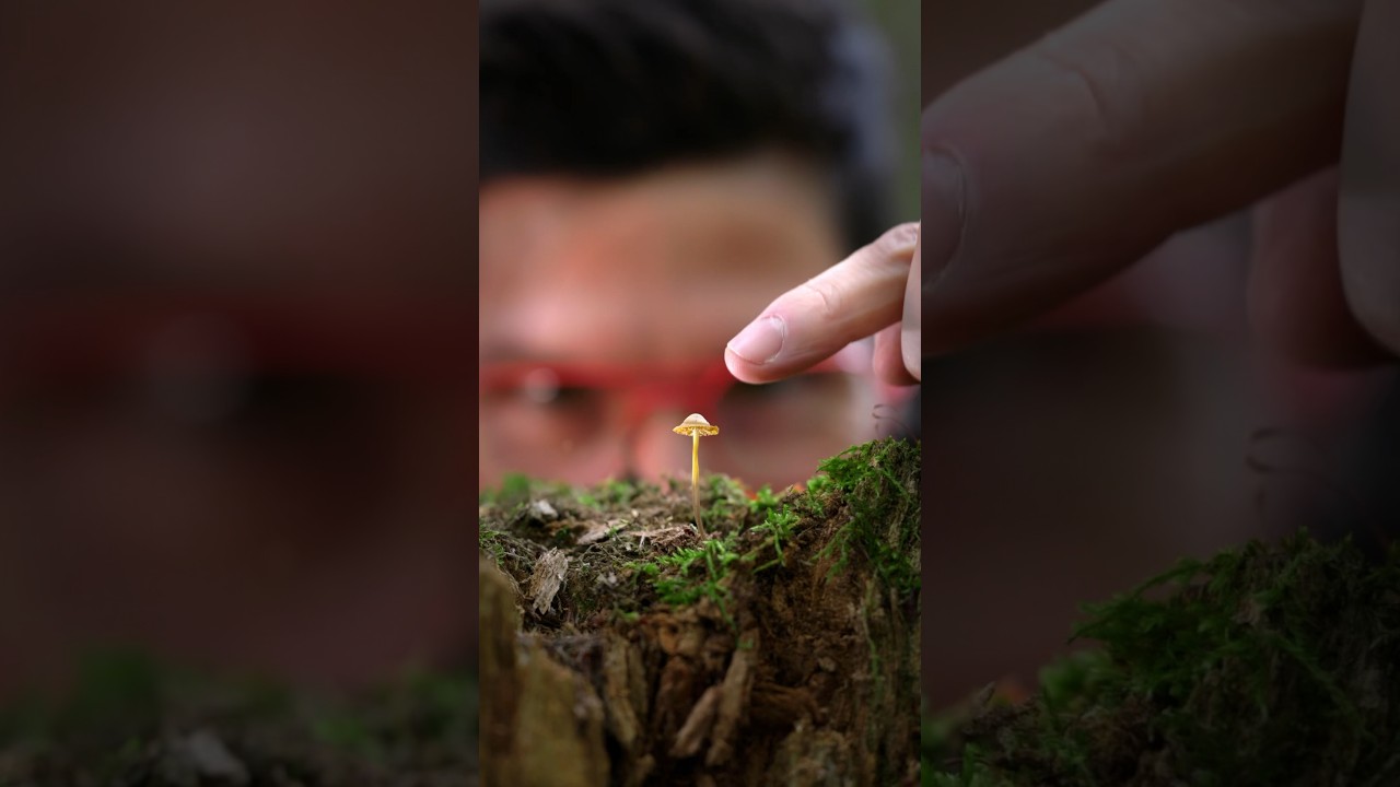 Razor-Sharp Macros: Stacking Focus 📸 🍄&zwj;🟫 #macrophotography