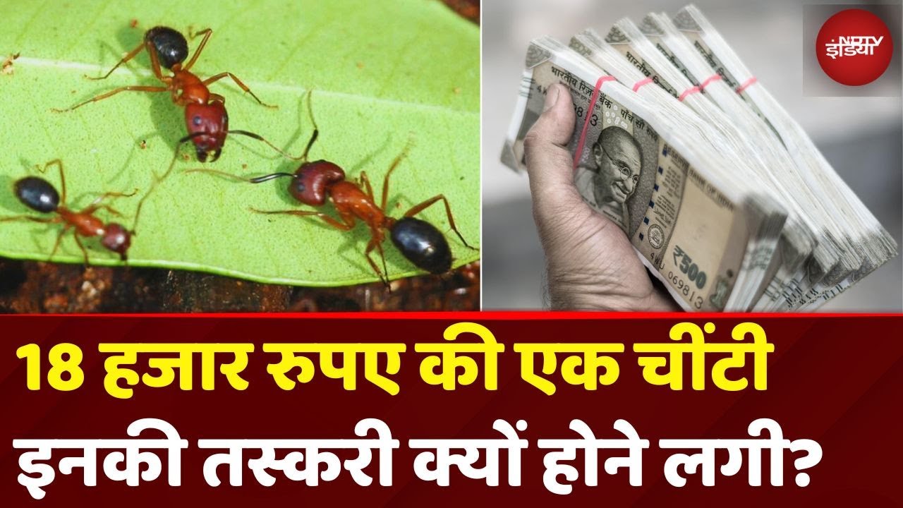 Ants Smuggling: दुनिया में चींटियों की सबसे बड़ी तस्करी, 18 हजार रु की बिकती है एक चींटी | Kenya