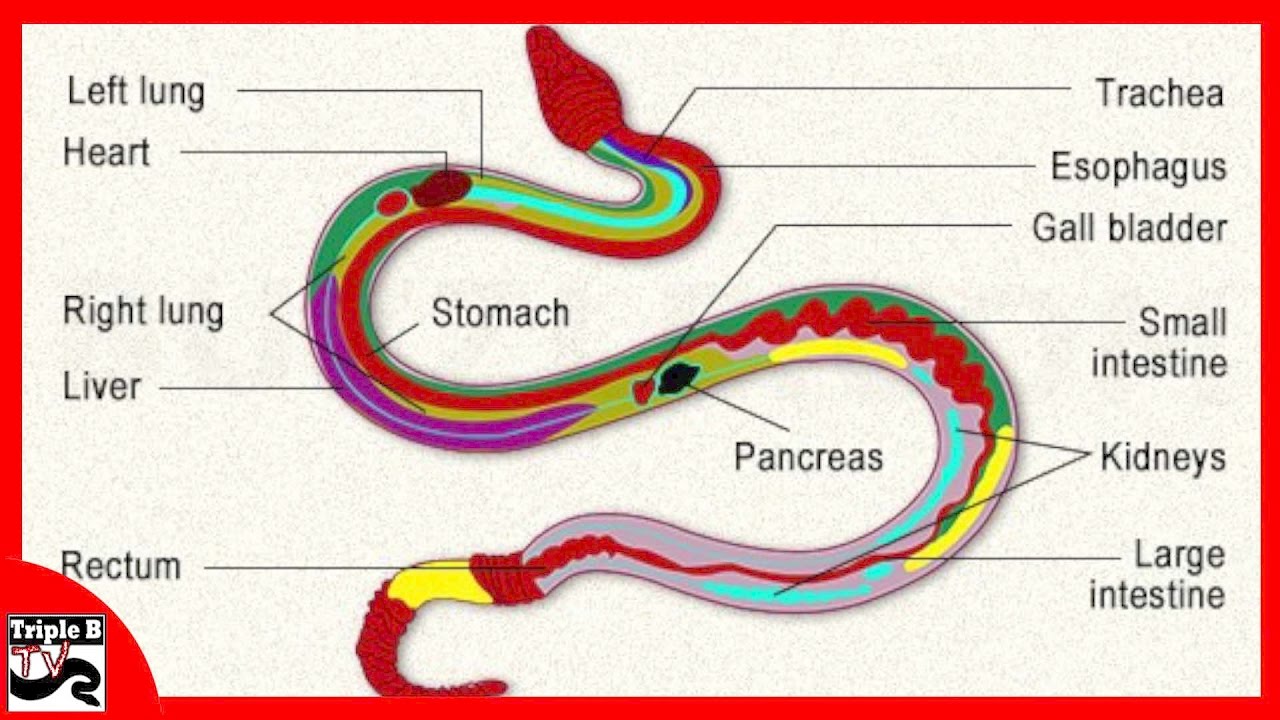 Snake Anatomy - Ep.87