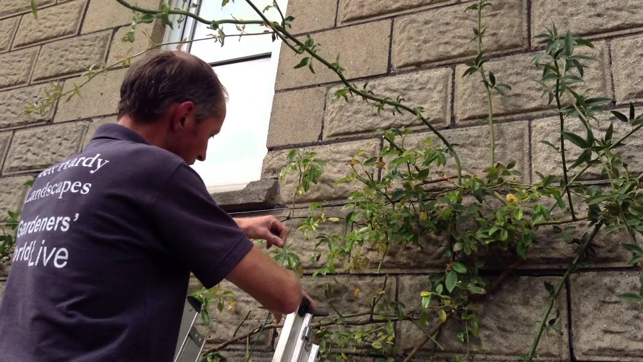 Simple Guide- How To Prune A Climbing Rose