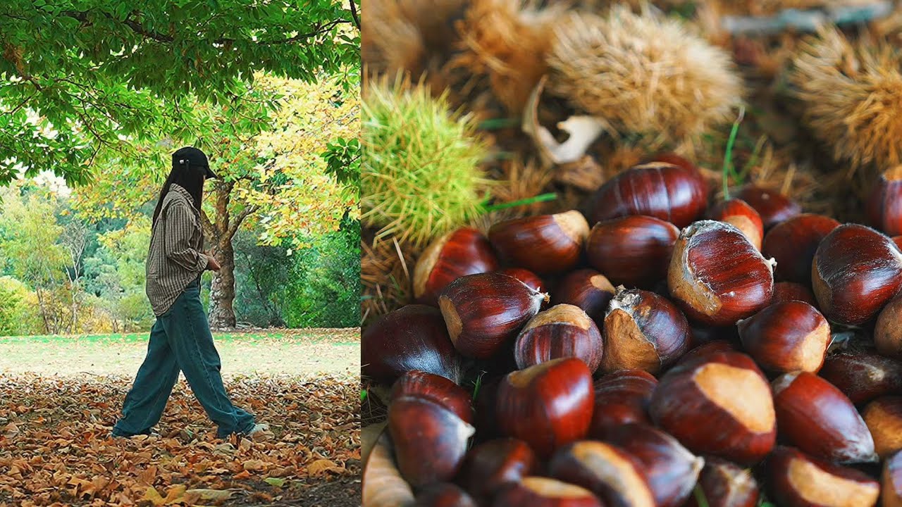 Foraging Wild Chestnuts & Making Cozy Autumn Pastries | A Slow Day in New Zealand