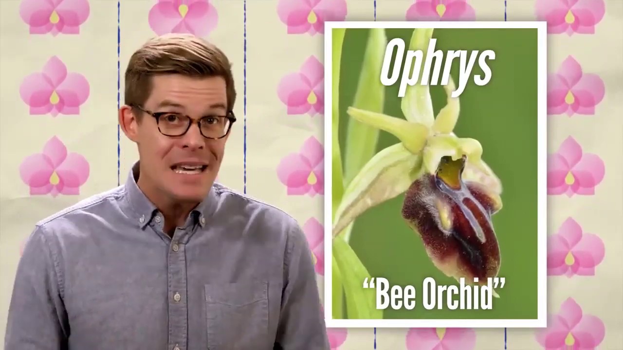 Beautiful bug&rsquo;s aggressive and cryptic mimicry!!