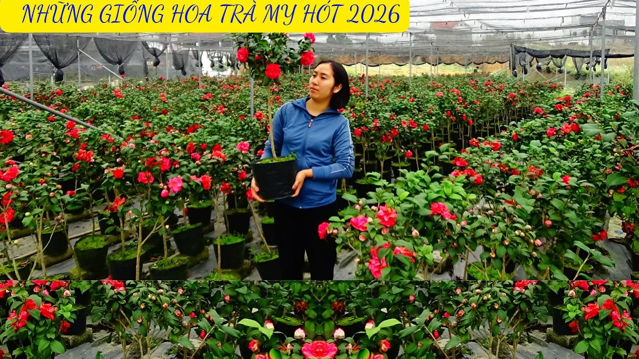 TỐP NHỮNG GIỐNG TRÀ MY ĐẸP , NHIỀU NGƯỜI CHƠI NHẤT || HOA TRÀ MY CỔ || 0968593245