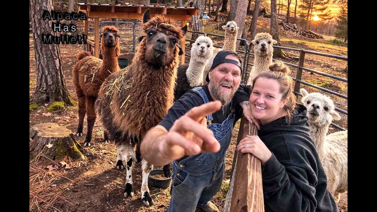 Big Non Profit Job For Alpacas