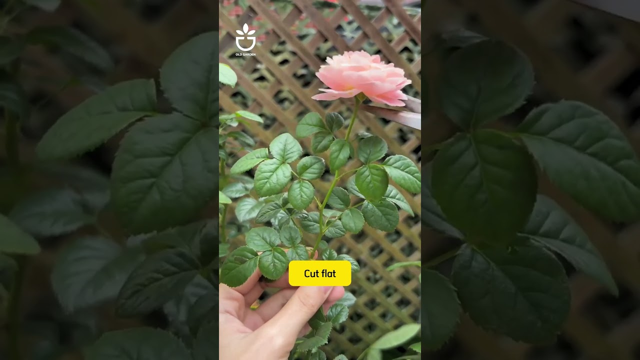 What is the effect of pruning roses by cutting the buds?#namrose #rose #ros&eacute;