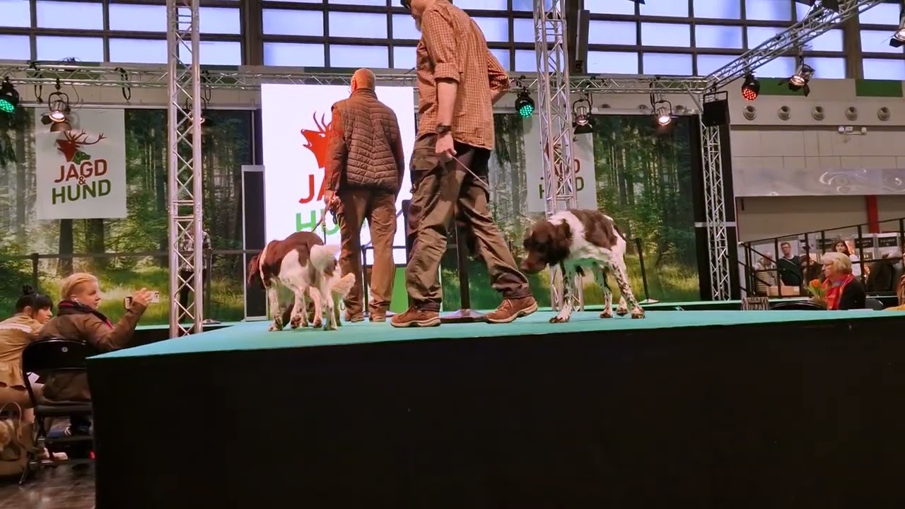 Kleiner M&uuml;nsterl&auml;nder auf der Jagd und Hund 2023 in Dortmund