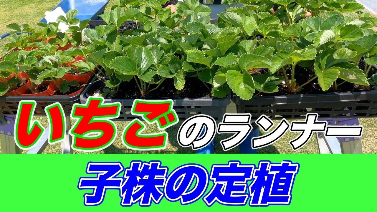 来年のイチゴの苗作り。始まってます。〜サラリーマンでも出来るいちご栽培シリーズ〜