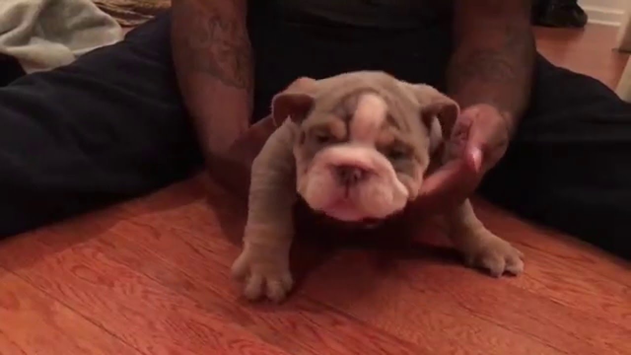 Lilac Tri English Bulldog male sold www.jbbullies.com