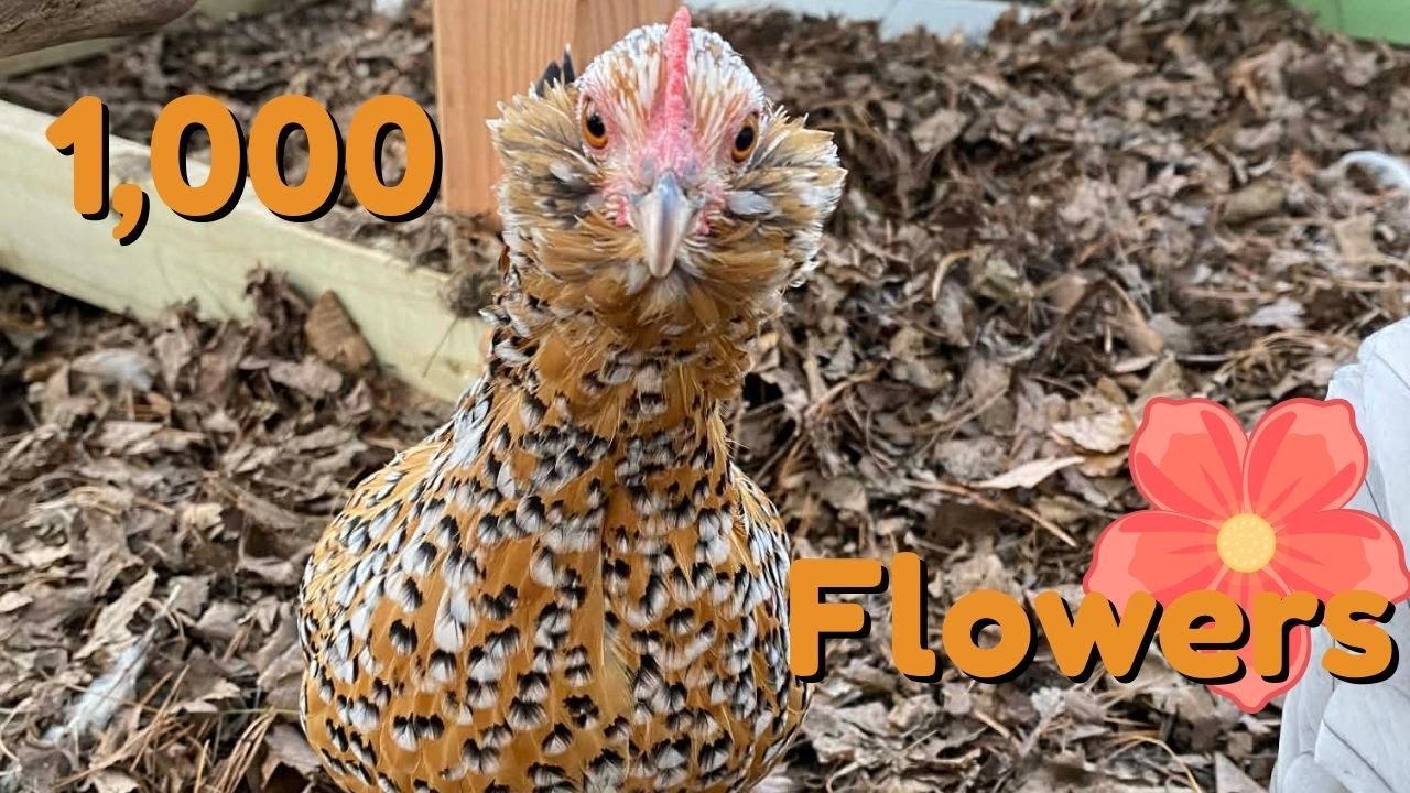 Ranking My Chicken Breeds - Mille Fleur