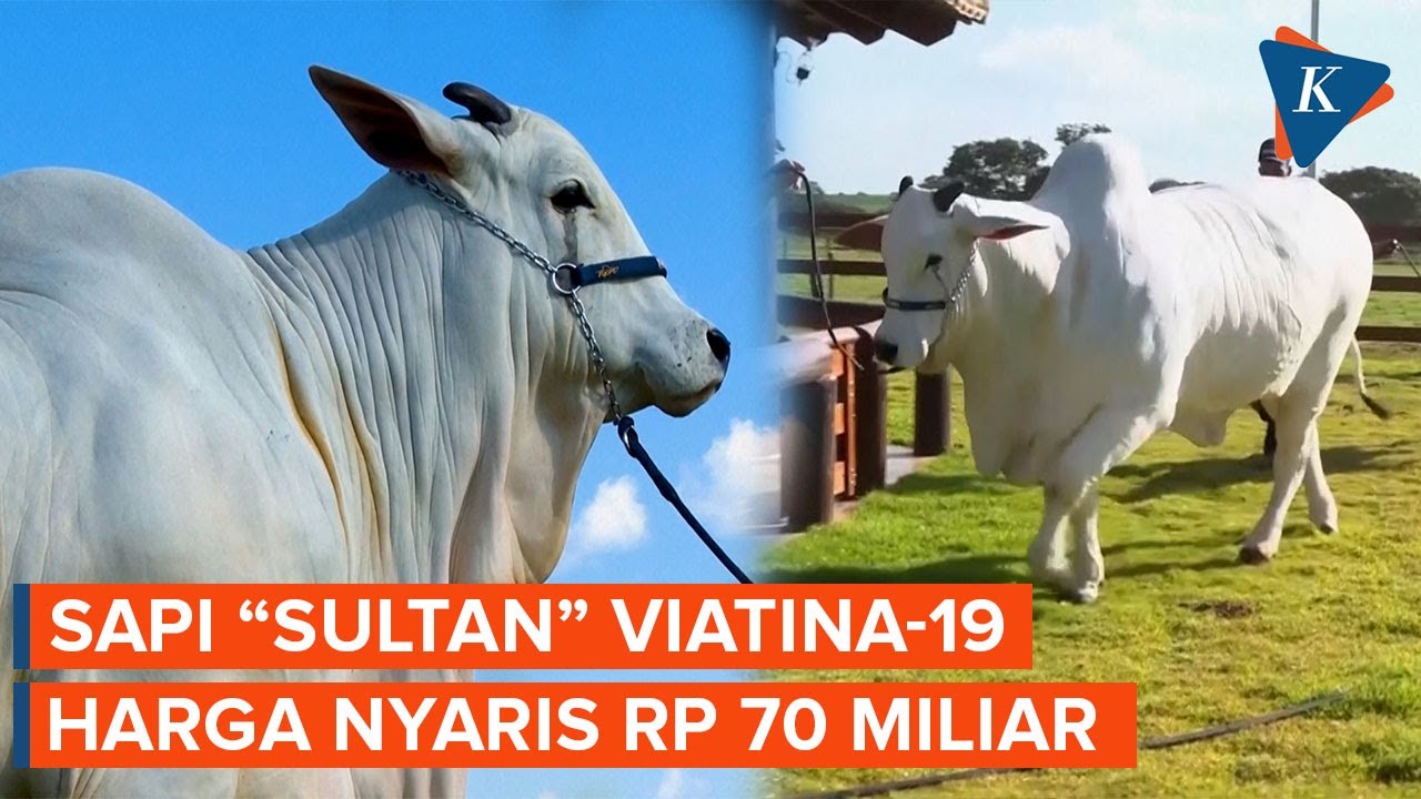 Penampakan Viatina-19, Sapi Termahal di Dunia yang Dijaga Petugas Bersenjata