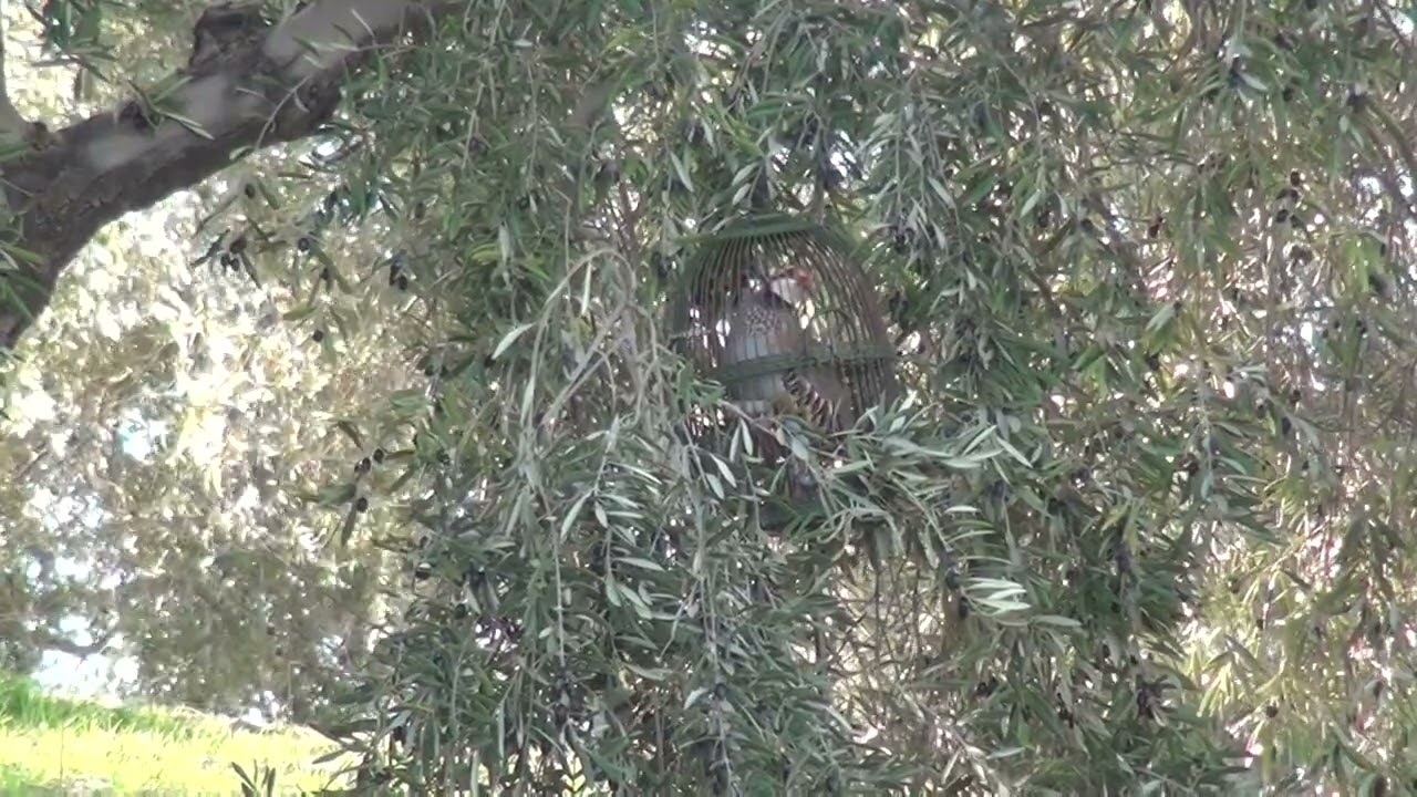 Perdiz reclamo: BAUTIZO del PANZÓN(Algarino) 1ª Parte