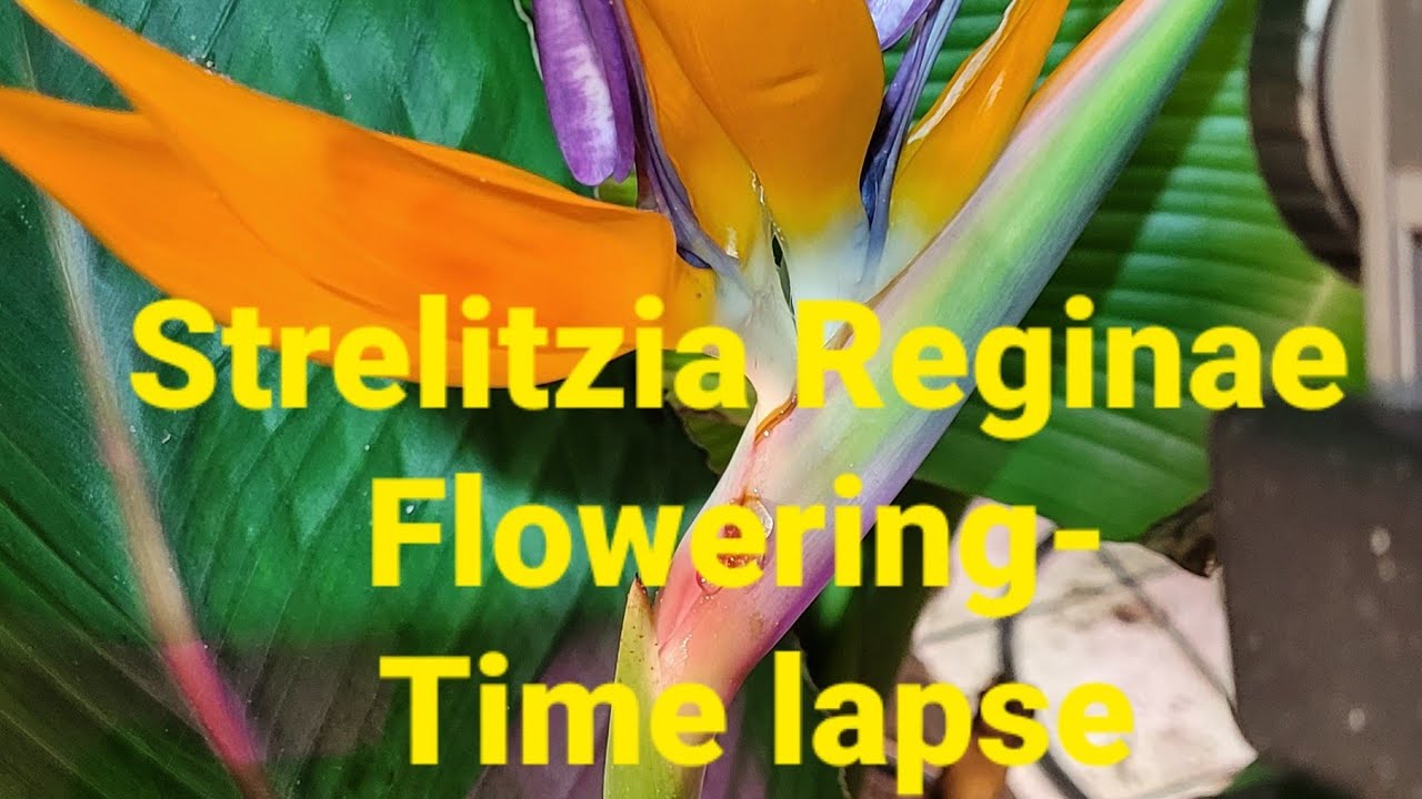 556#. Strelitzia Reginae flowering- time lapse