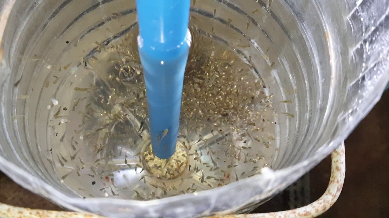 modified intensive tilapia hatchery