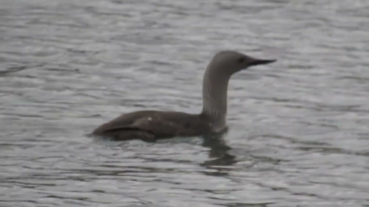 Pair of Red-throated Diver calling in Scourie Bay, NW Sutherland, Scotland