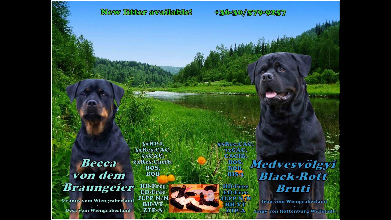 Becca + Bruti - 2025 - New Litter - The First Week