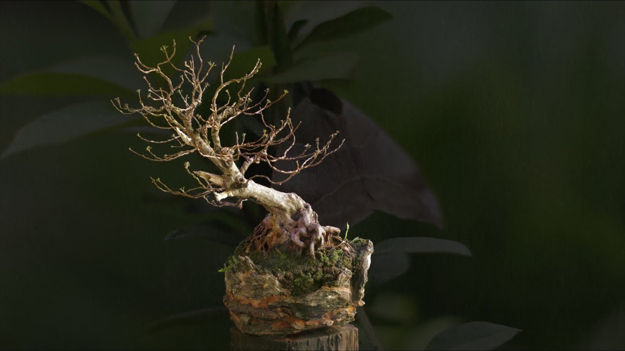 Bonsai de Azaleia 