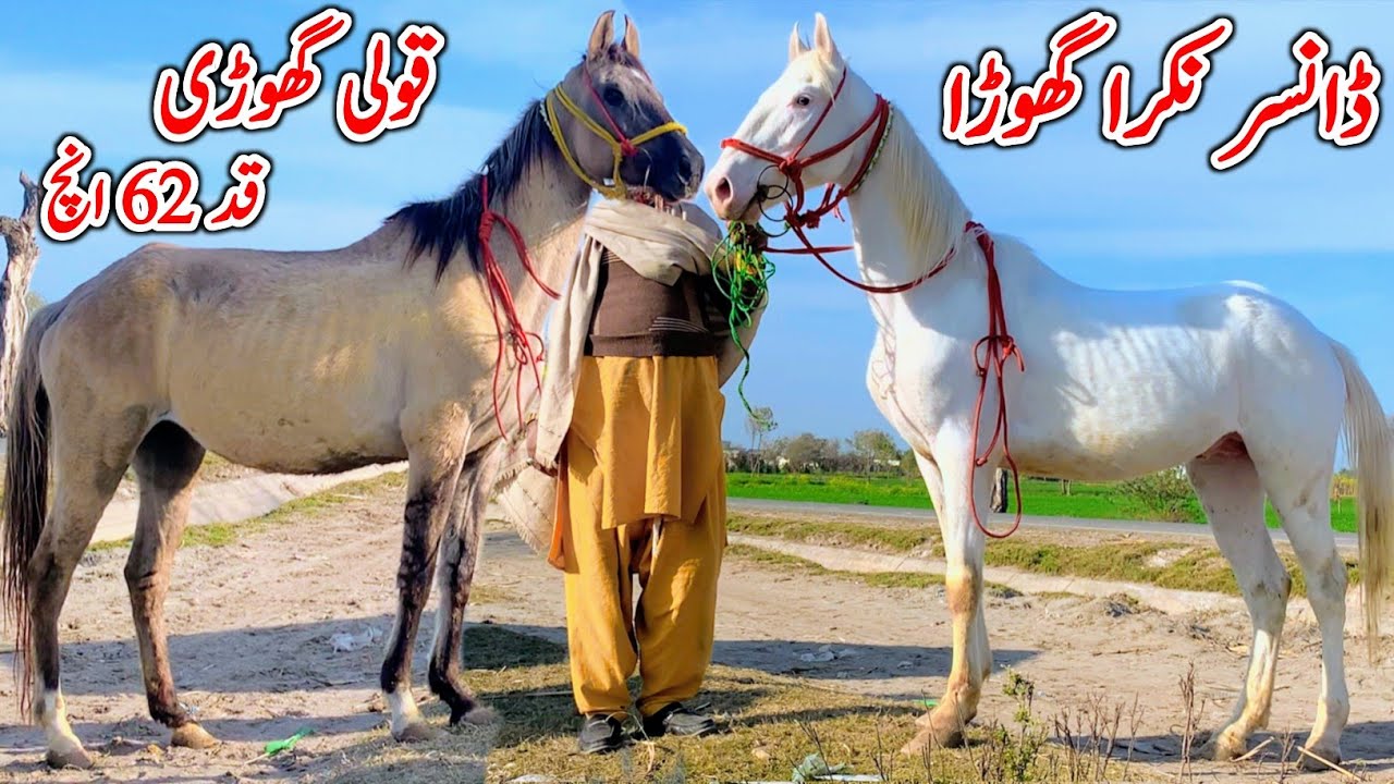Dancer Nukra Ghora | Horse For Sale In Punjab | Desi Horse Farm | Horse For Sale | Horse Market 